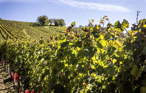 Hrvatska Obitelj Pobijedila Jugoslaviju I Vratila Vinograd Ali Biv A