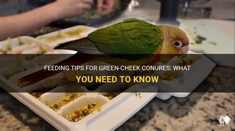 Feeding Tips For Green-Cheek Conures: What You Need To Know | PetShun