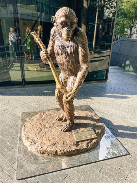 Which Of The Following Is True Regarding Chimpanzee Hunting 4