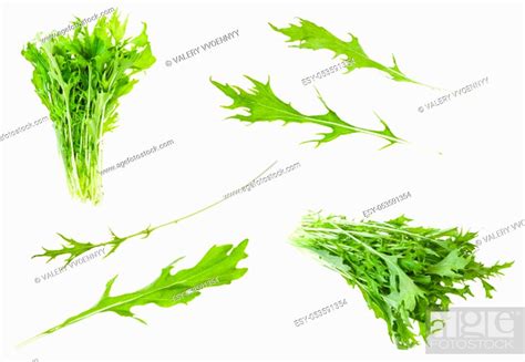 Various Leaves And Bunches Of Japanese Leaf Cabbage Mizuna Brassica