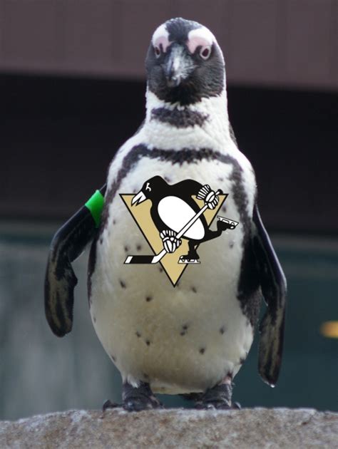 Penguins for Penguins! - Pittsburgh Penguins Photo (30900756) - Fanpop