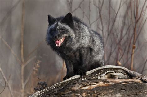 North American Wildlife Jim Zuckerman Photography Silver Fox In Its