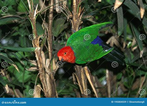 Australian King Parrot Alisterus Scapularis Adult Australia Stock