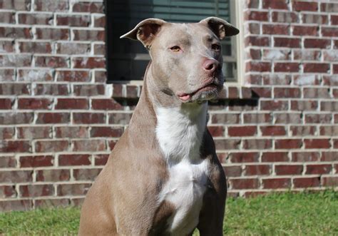 Idoso Atacado Por Pit Bull E Sofre Hemorragia Em Sc