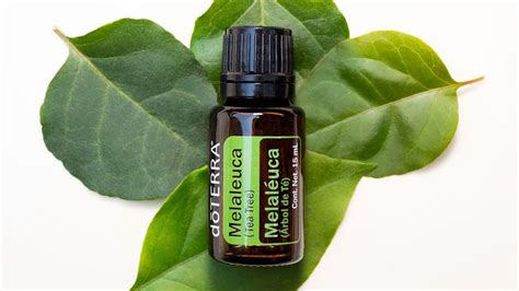 Melaléuca usos y beneficios Aceites esenciales dōTERRA Melaleuca Oil