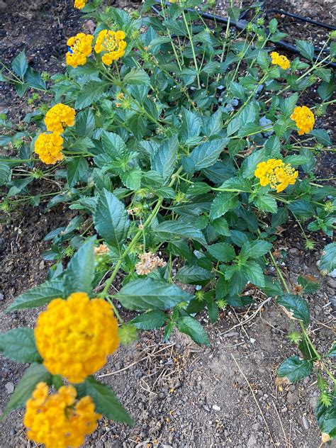 Lantana Seeds - Etsy