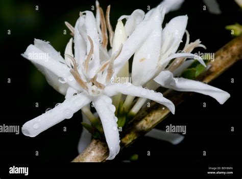 Coffee (Coffea arabica), flower Stock Photo - Alamy