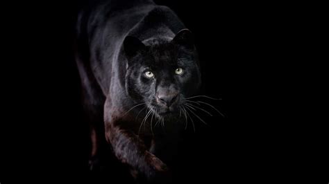 Download Captivating Panther Stare