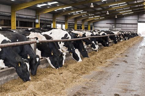 'Feeding cows silage at night means less cows calve at night' - Agriland.ie