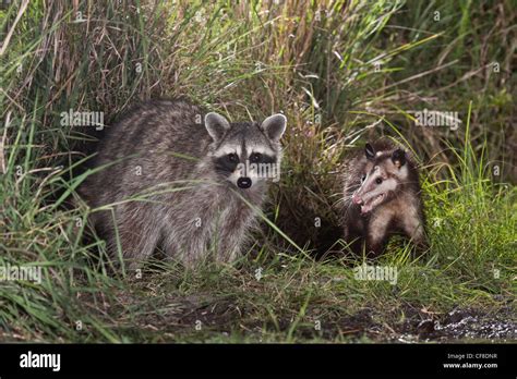 Raccoon and opossum at night in Texas Stock Photo - Alamy