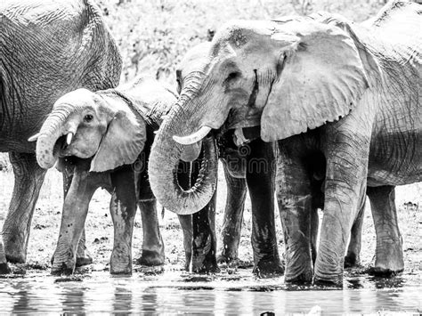 Kudde Van Dorstig Afrikaans Olifanten Drinkwater Bij Waterhole De