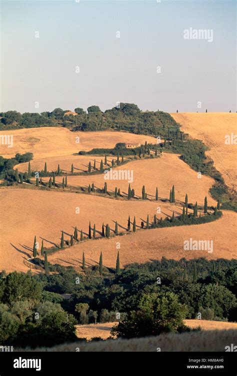 Road Flanked By Cypresses Near La Foce Val D Orcia Unesco World