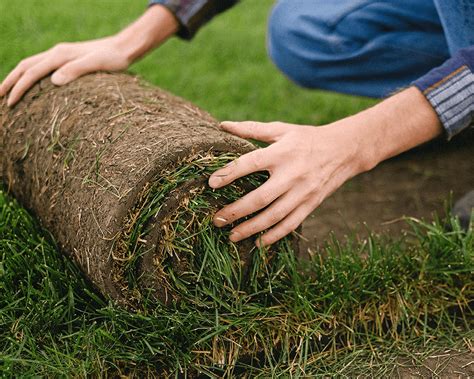 Flower Mound Sod Installation Ryno Lawn Care LLC