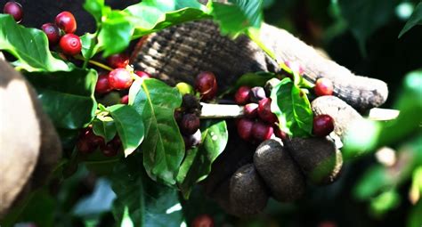 Quais são os principais desafios de um produtor de café