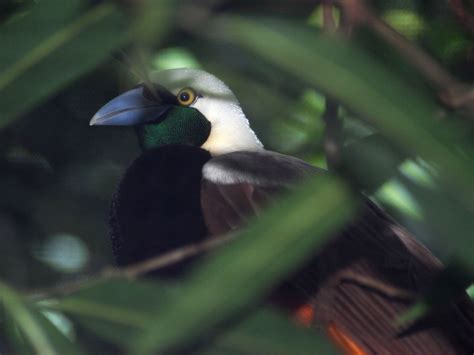 The Online Zoo - Raggiana Bird-of-paradise