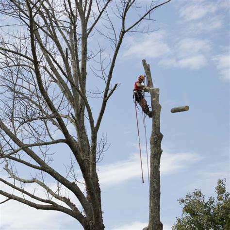 Check Out Our Tree Services Gallery Arbortech Tree Services