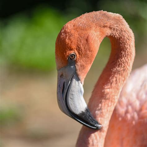 Animals of the Tropical Andes | Charles Paddock Zoo | Your Central ...