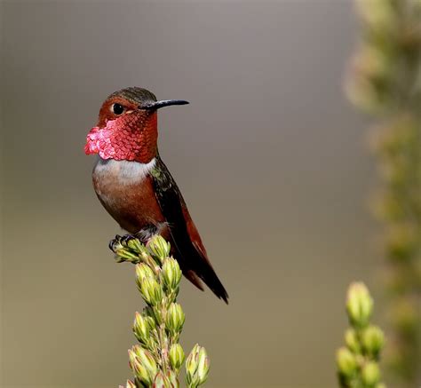 A Male Allen S Hummingbird Selasphorus Sasin Beautiful Hummingbirds