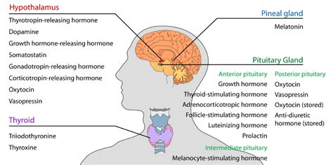 Hypothalamus Anatomy Functions Problems Summary And Facts