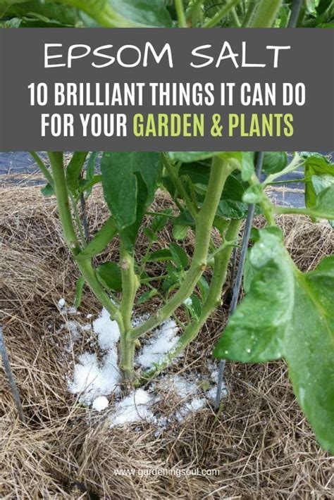 Epsom Salt Brilliant Things It Can Do For Your Garden Plants