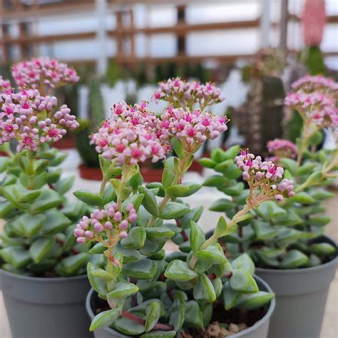 Crassula Rupestris Giromagi Cactus And Succulents