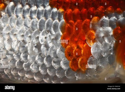 Extreme close up of fish scales Stock Photo - Alamy