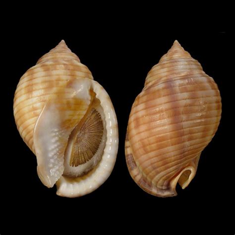 Semicassis Undulata Seashell Scotch Bonnet Seashell Specimen Etsy 日本