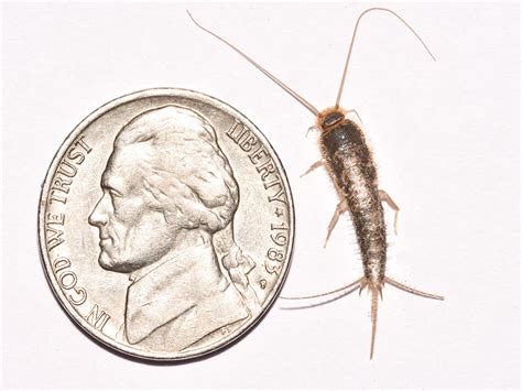 Get Rid Of Silverfish Silverfish Infestation And Control