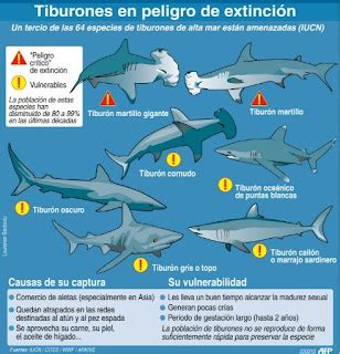 Tiburones Tiburones En Peligro De Extinci N