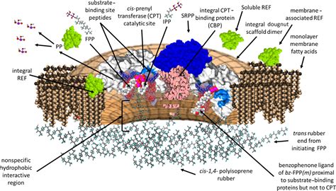 Natural Rubber Biosynthesis In Plants The Rubber Transferase Complex