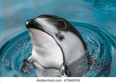 Pacific White Sided Dolphin Photos, Images & Pictures | Shutterstock