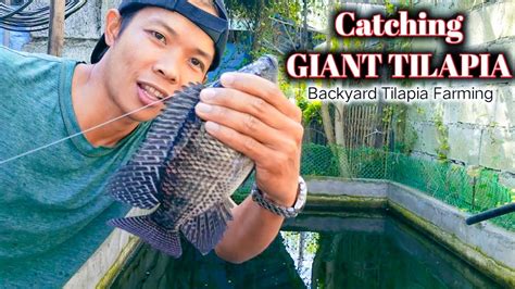 Catching Giant Tilapia At My Backyard Fishpond Backyard Tilapia