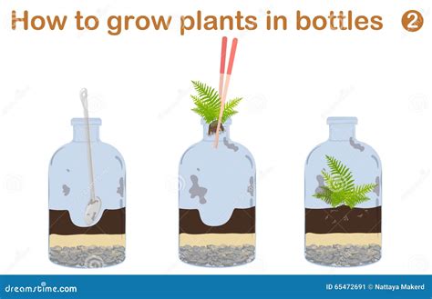 How To Grow Plants in Bottles Stock Vector - Illustration of plant, glass: 65472691