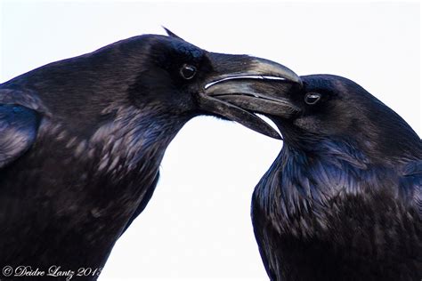 Oh Hello Can I Just Eat Your Beak For A Minute Lol Photo By