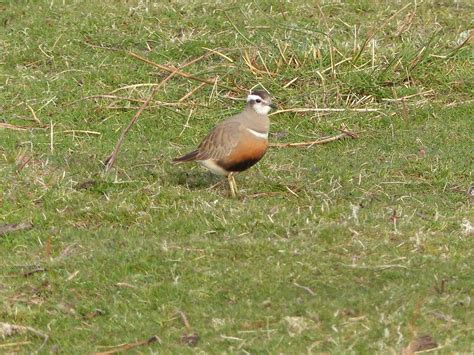 RSPB Nature Notes - Corncrake Community Newsletters