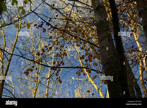 Bright Sun Shining Through Tall Trees And Autumnal Leaves With Golden