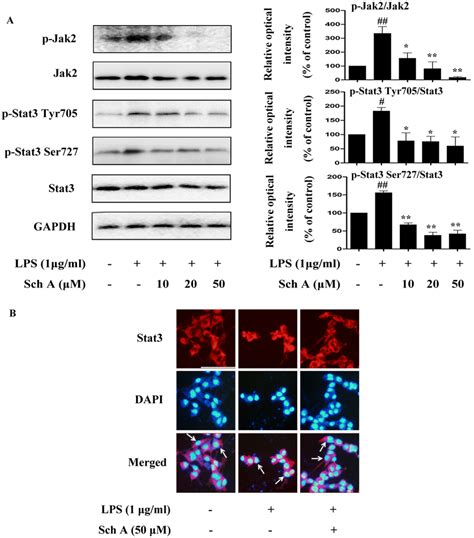 Sch A Inhibition Of Jak Stat Pathway Activation In Lps Induced Bv