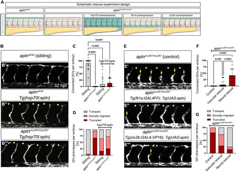 Neural Progenitorderived Apelin Controls Tip Cell Behavior And