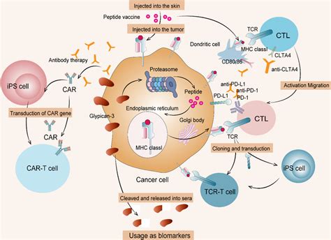 Cancer Immunotherapy Targeting Gpc3 1 Therapies Targeting Download Scientific Diagram