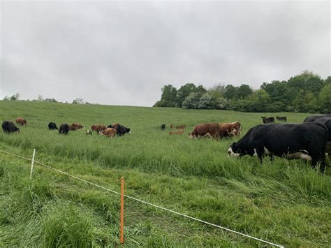 Some Fencing and Grazing Considerations for Beef Cattle - Cornell Small ...