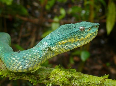 Bornean Keeled Green Pit Viper Tropidolaemus Subannulatus Flickr