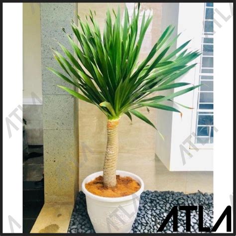 Jual Tanaman Hias Pandan Bali Pohon Batang Cabbage Palm Indoor Outdoor