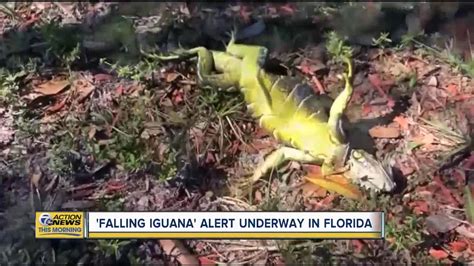 Iguanas are falling out of trees in Florida due to cold temperatures