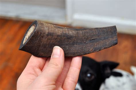 Barkworthies Goat Horn Chew Review The Broke Dog