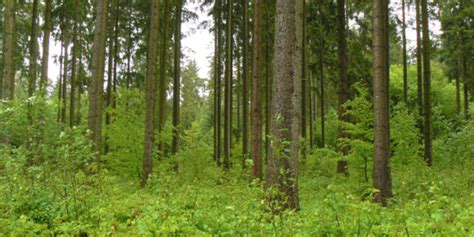 Startseite Professur für Wald und Agroforstsysteme