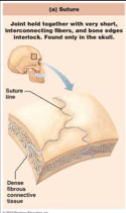 Anatomy Chapter 9 Flashcards Quizlet