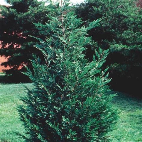 Leyland Cypress Tree Gallon Pot Plants And Seedlings