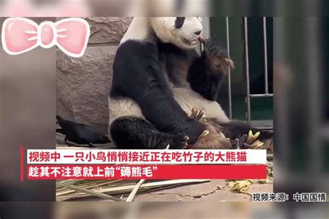 大熊猫萌兰被小鸟薅毛毫无反应淡定干饭，网友：一看就是惯犯