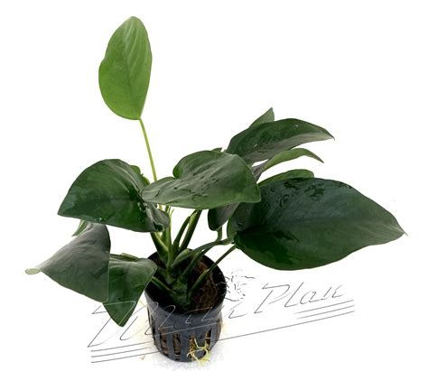 Anubias barteri var DIAMOND ManPlan plantas acuáticas