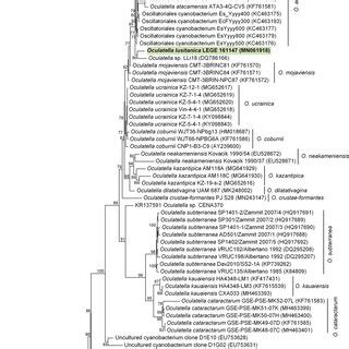 Maximum Likelihood ML Phylogenetic Tree Based On Partial 16S RRNA